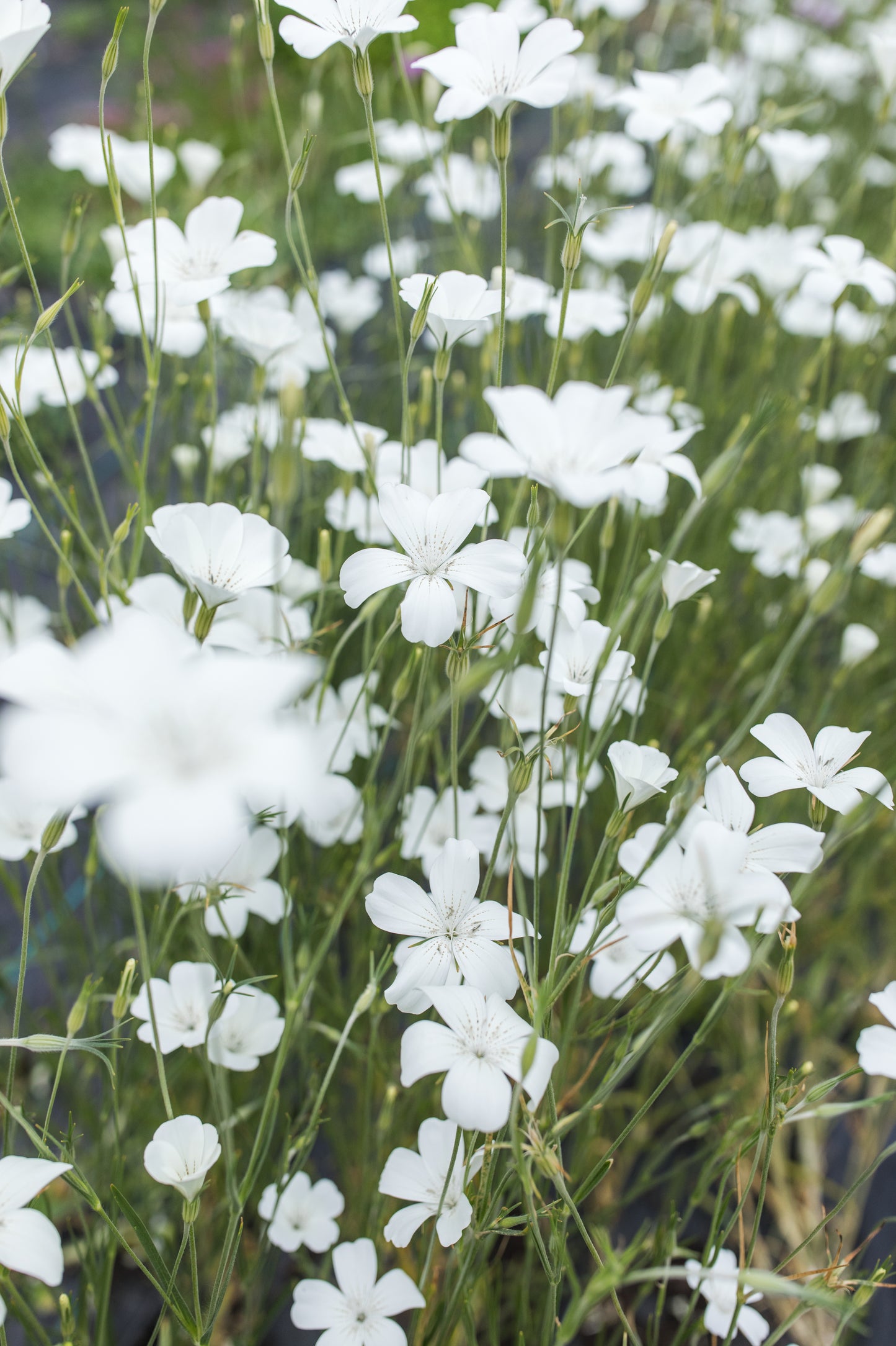 Agrostemma (Corncockle) - Ocean Pearls (Open Pollinated)