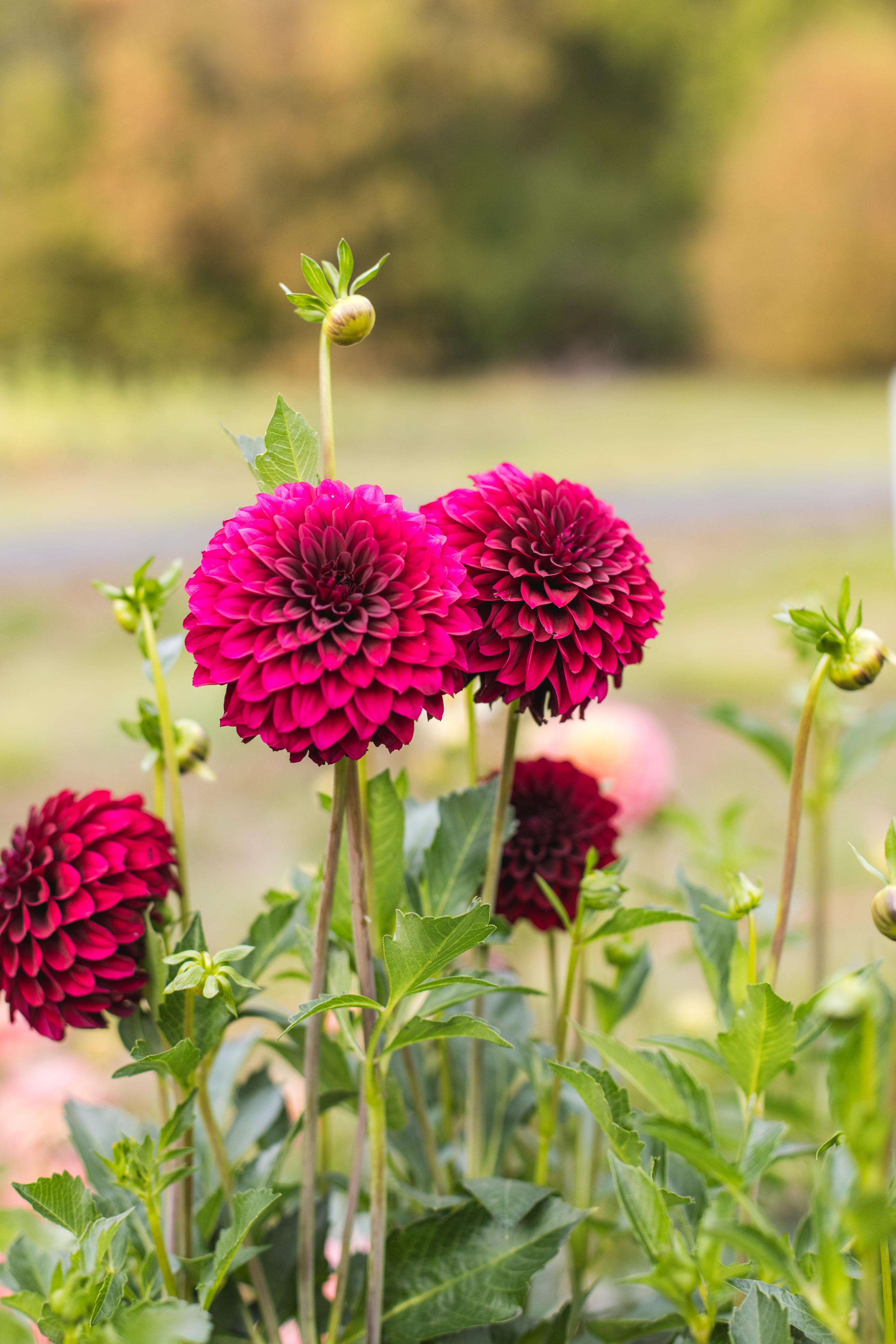 black satin dahlia seeds Black Satin – River Valley Seed and Stem