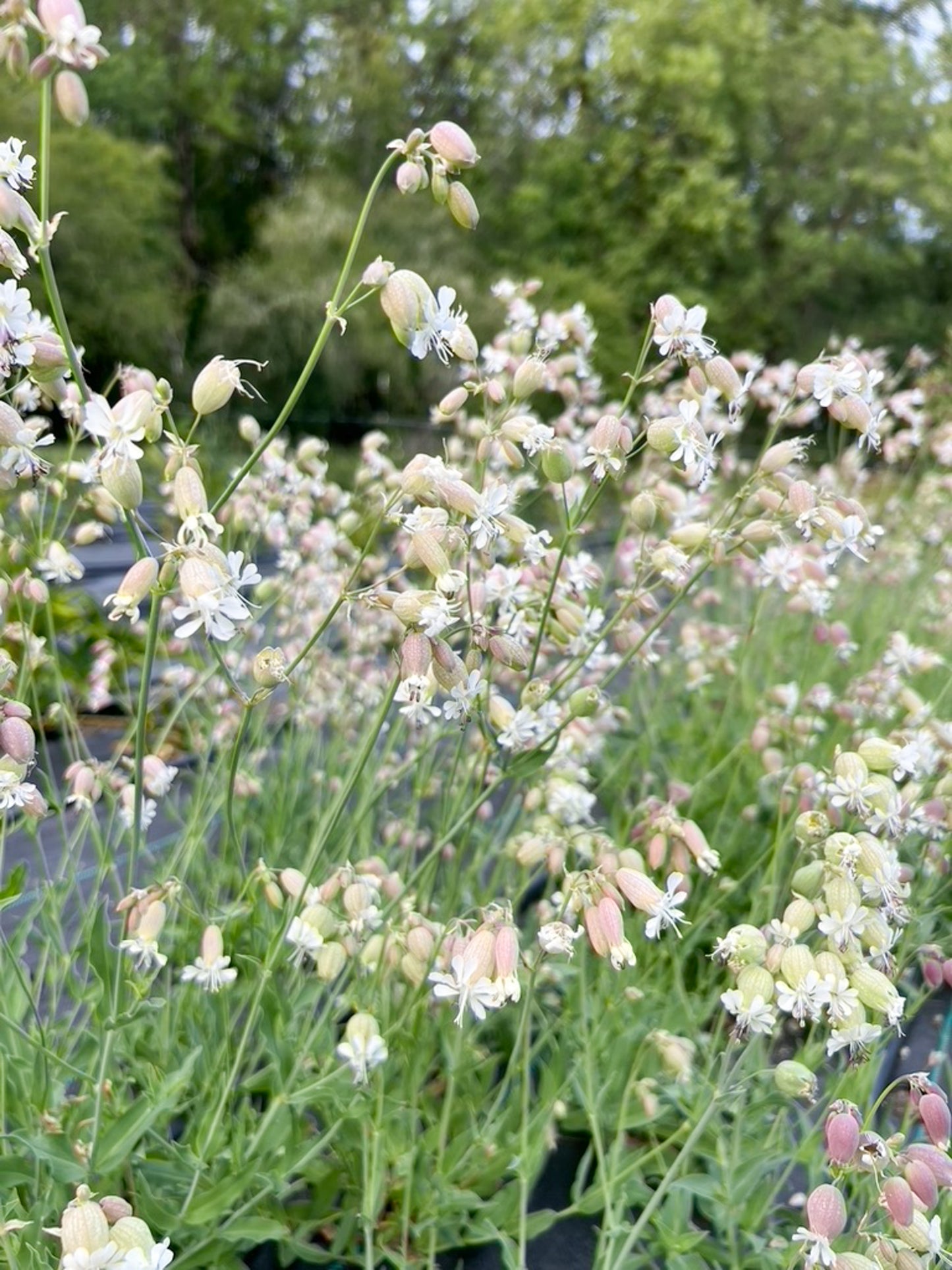 Silene Blushing Lanterns