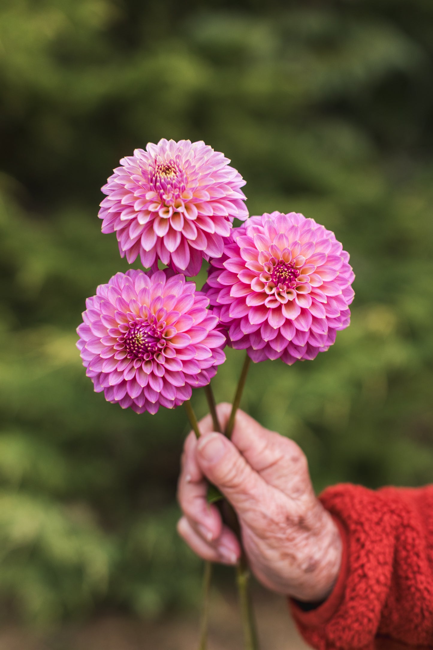 Skipley Spot of Gold