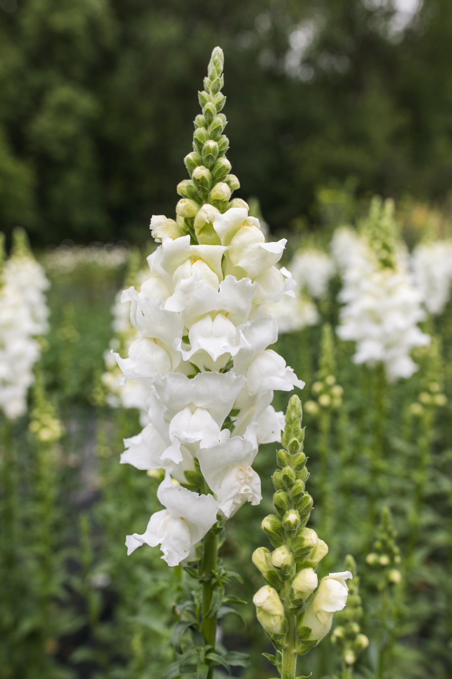 Snapdragon - White (Open Pollinated)