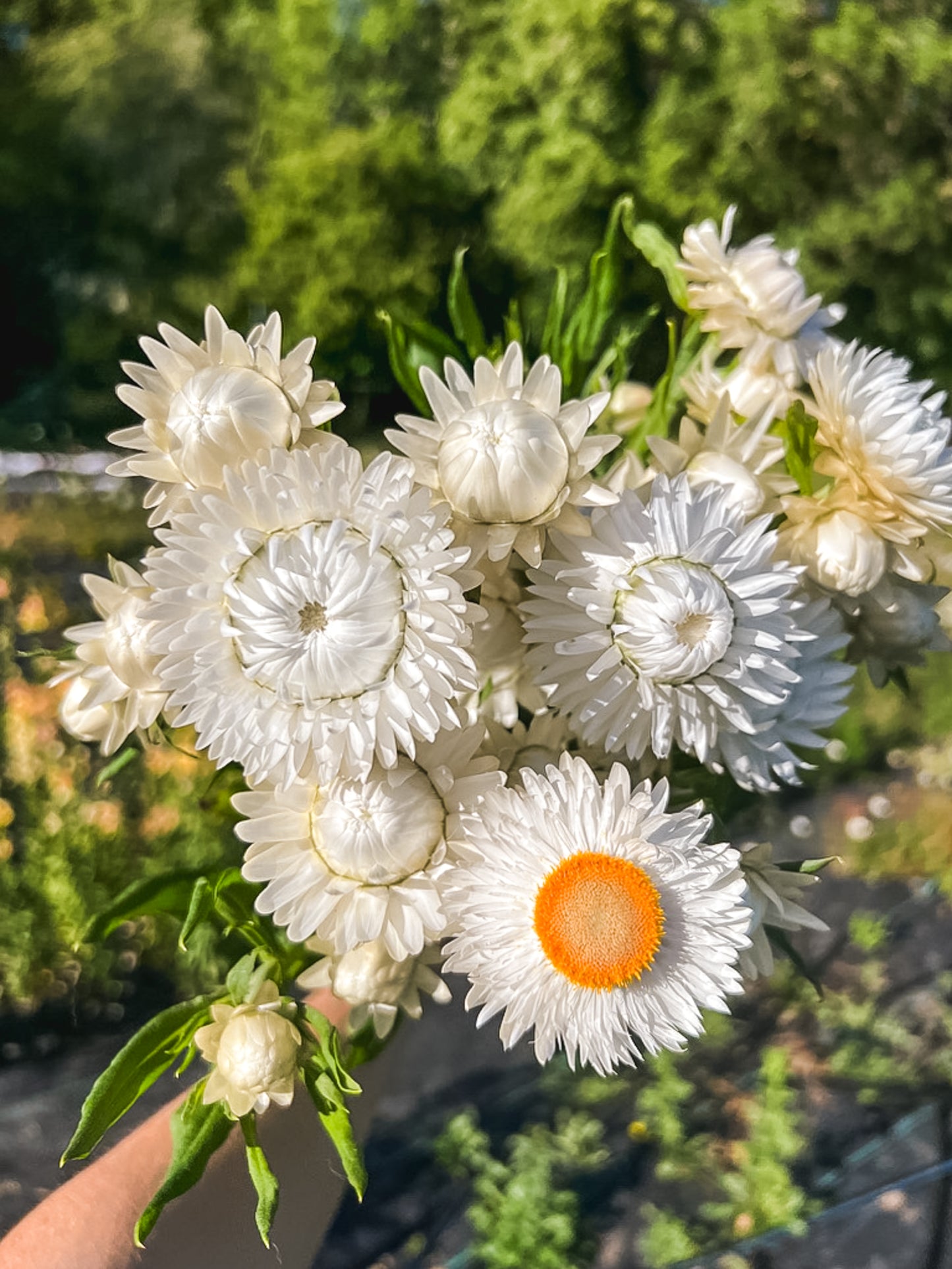 Strawflowers - Vintage White (Open Pollinated)