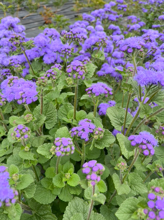 Ageratum
