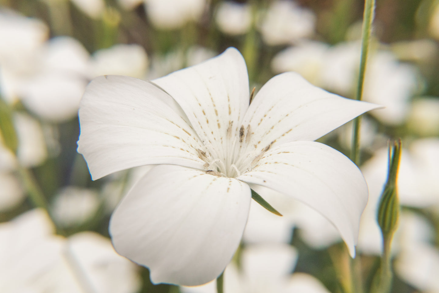 Agrostemma (Corncockle) - Ocean Pearls (Open Pollinated)