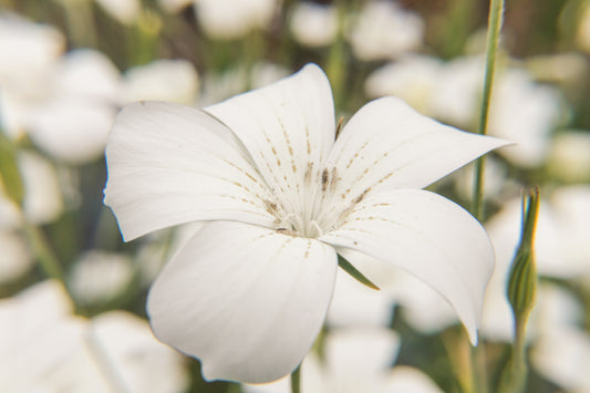 Agrostemma (Corncockle) - Ocean Pearls (Open Pollinated)
