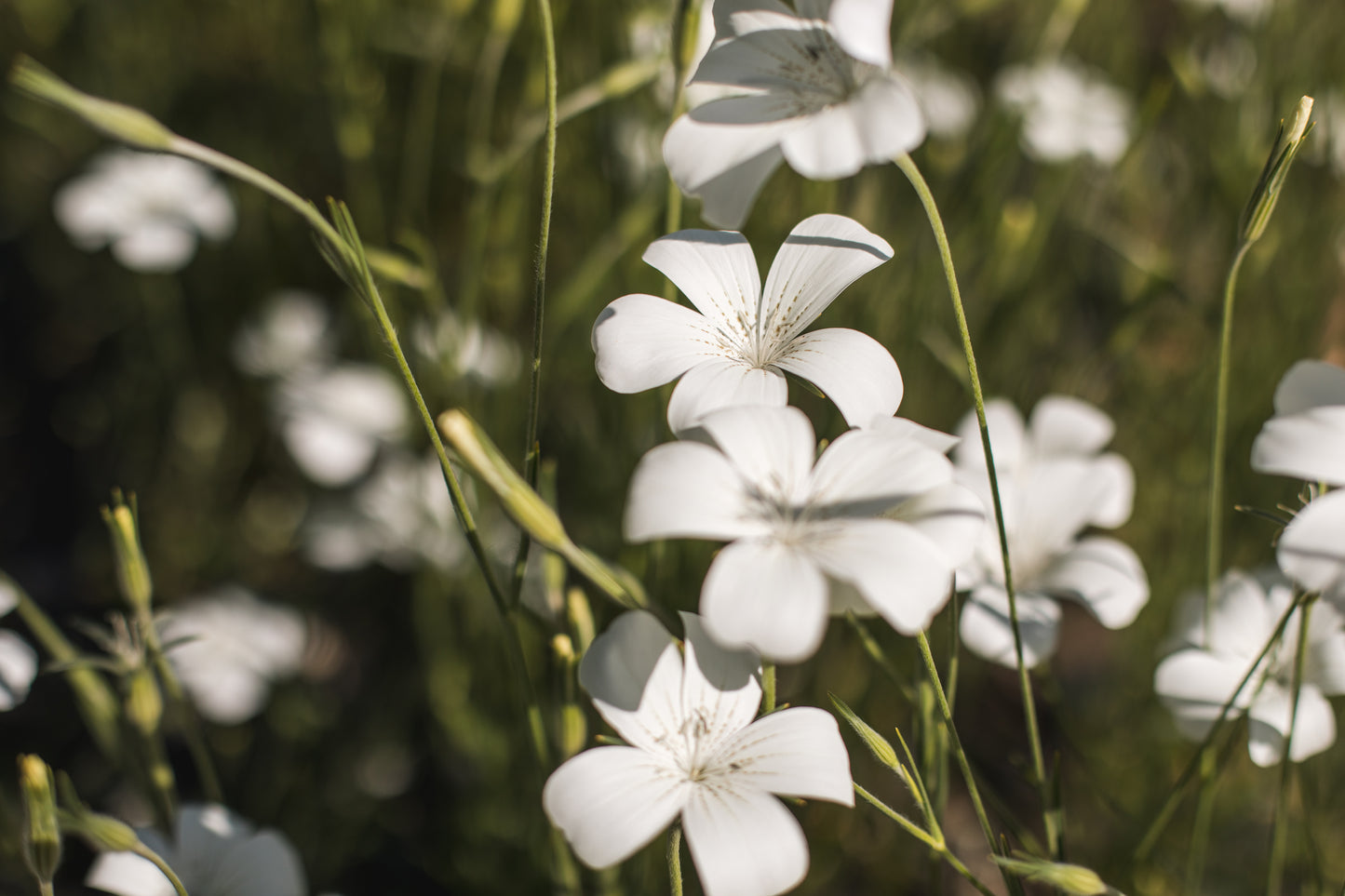 Agrostemma (Corncockle) - Ocean Pearls (Open Pollinated)