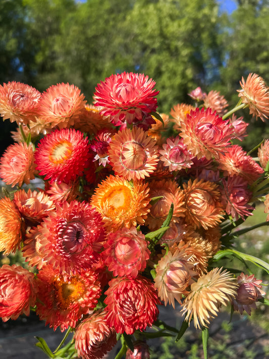 Strawflower - Fall Mix