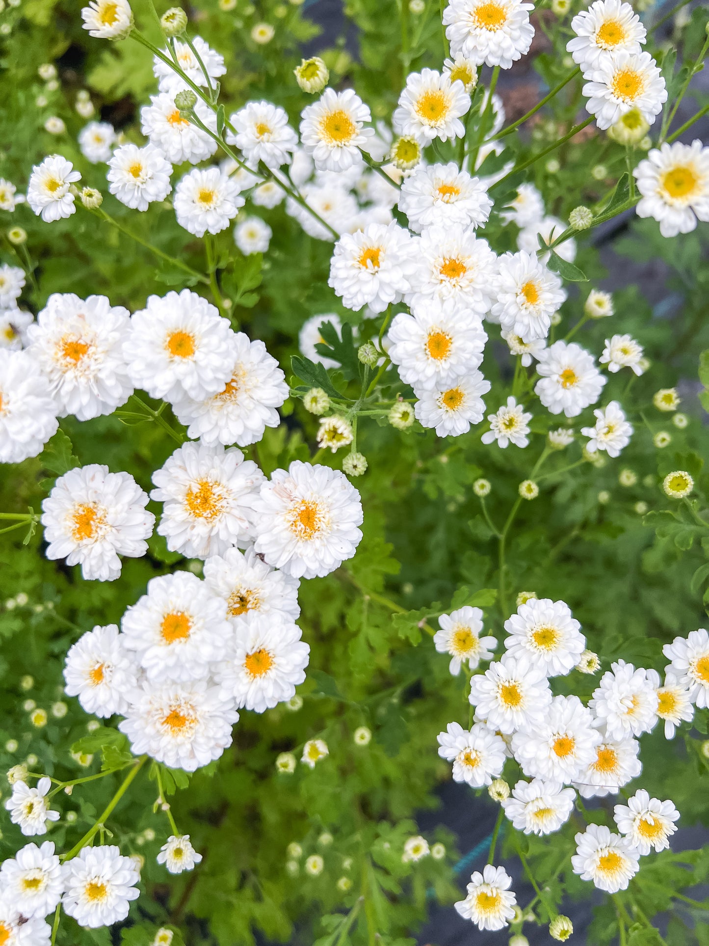 Feverfew - Tetra White