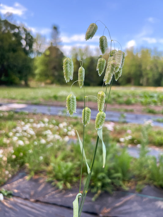 Quaking Grass