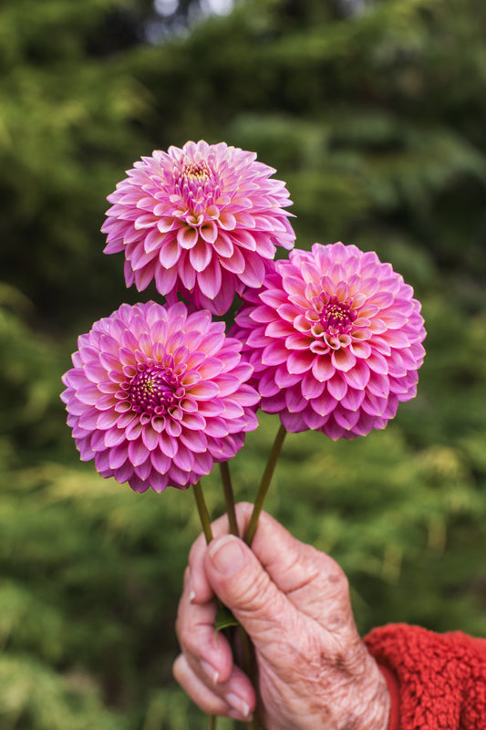 Skipley Spot of Gold