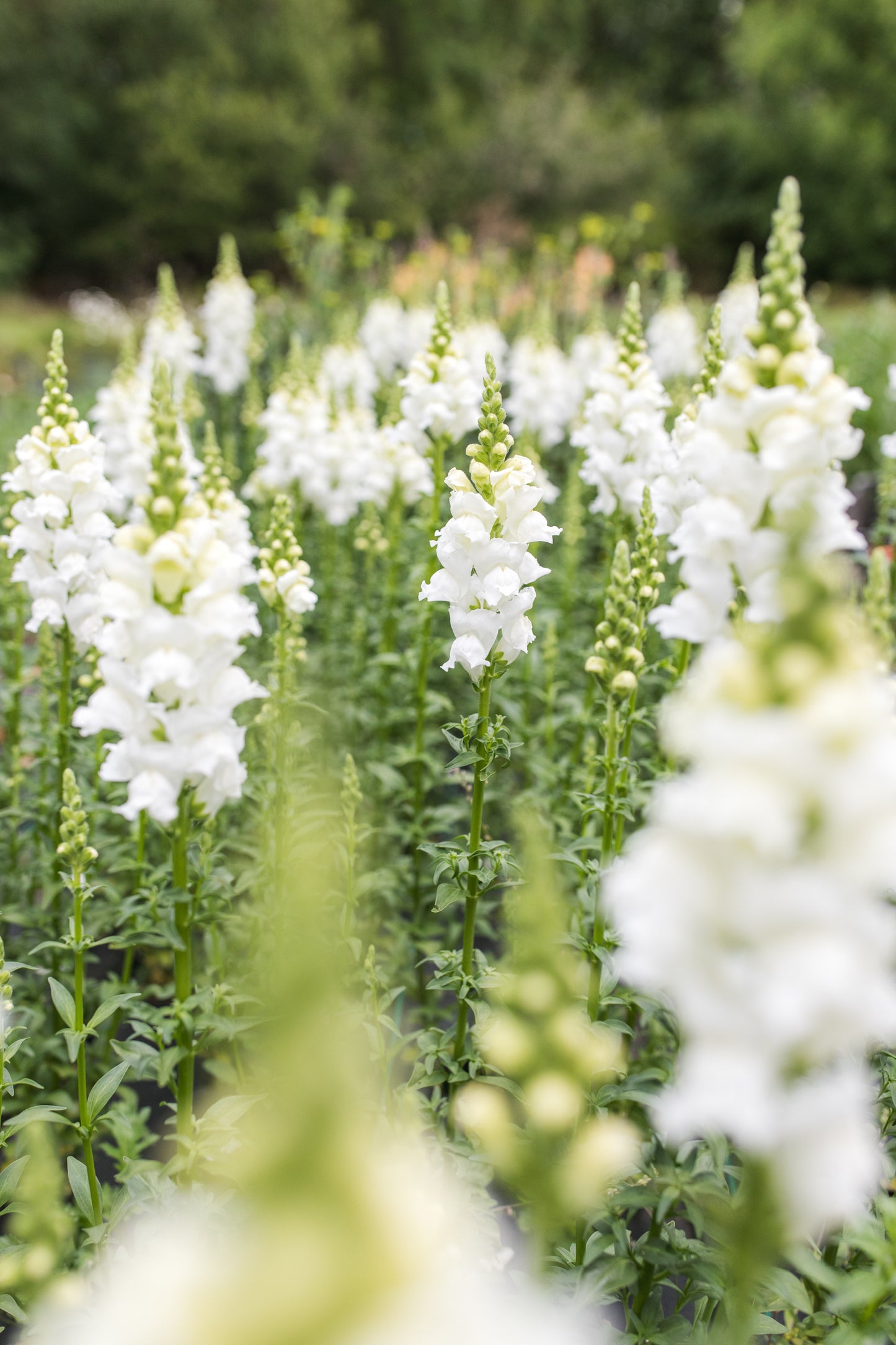 Snapdragon - White (Open Pollinated)